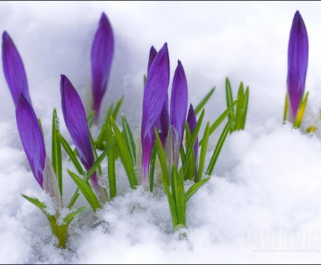 От всей души поздравляем Вас с началом весны!